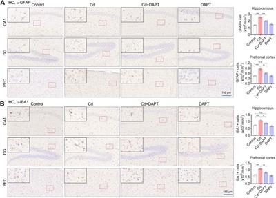 DAPT Attenuates Cadmium-Induced Toxicity in Mice by Inhibiting Inflammation and the Notch/HES-1 Signaling Axis